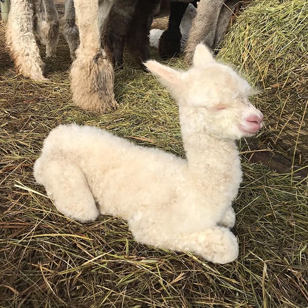 Sunnyhill Alpacas & Twisted Sisters Mill - Leduc County, AB