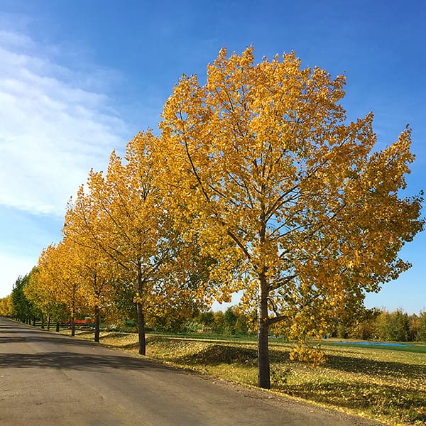 Best Fall Photo Spots in the Leduc Region
Photo Credits: LaVerne Sturmay