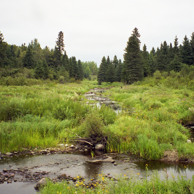 Beaver Hills 1