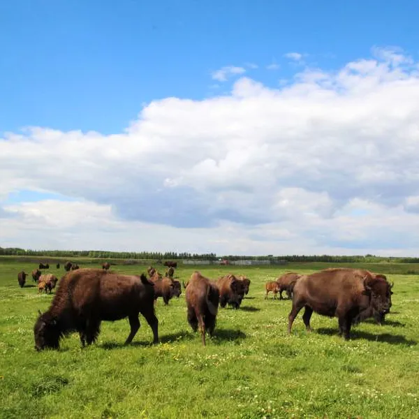 bison farm