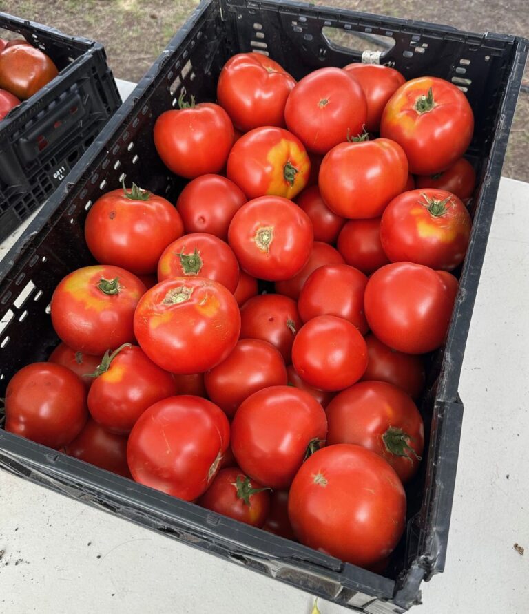 Spring Field 768x892