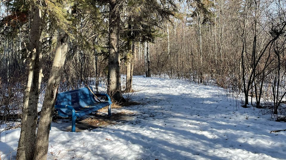 Walking trail in the winter in a forested area with a cute blue bench to sit in.